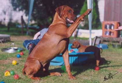 Karoskloof TT Simply Red of Heshima ya Kimba