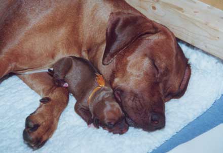 Kisangani African Red Ruby mit ihrem Sohn