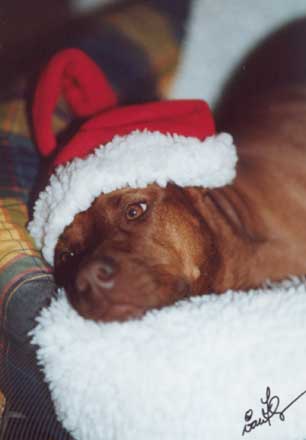 Kisangani African Red Ruby