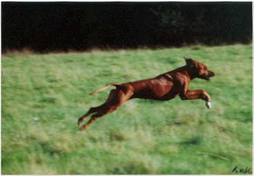 CH.Heshima ya Kimba