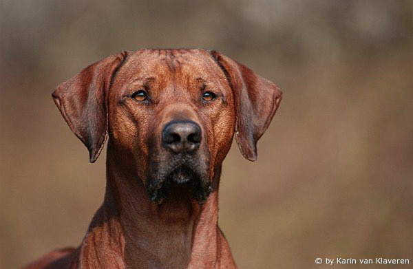 Halvenboom Ajamu