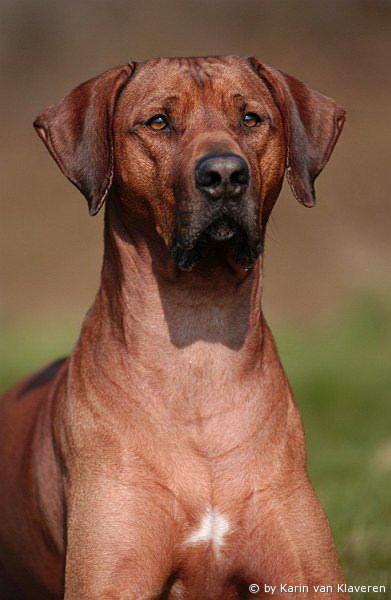 Halvenboom Ajamu