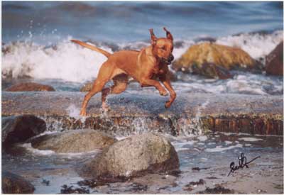 Vizara Holland Safara