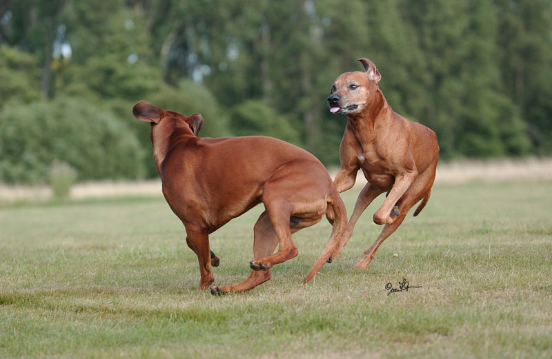 Bongo & Zorro