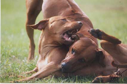 Kisangani African Red Ruby & Mswati's Nala