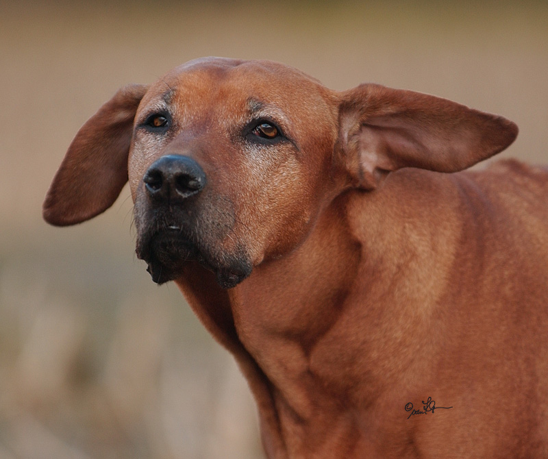 Mswati's Nala mit 11 Jahren 