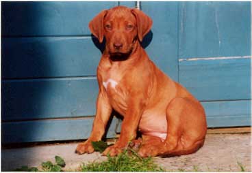 Kisangani's Bayana Josie