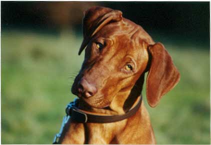 Kisangani's Be Lucky Lady