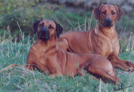 FLAIR & MISSIE of Ginba's Hero