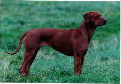 Kisangani's African Red Ruby