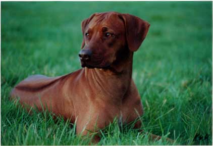 Kisangani's African Red Ruby