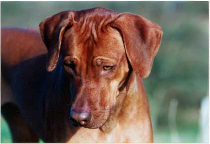 Kisangani's African Red Ruby