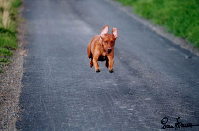 Kisangani's African Red Ruby