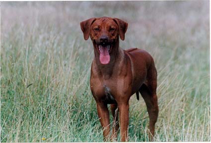 Kisangani's African Red Ruby