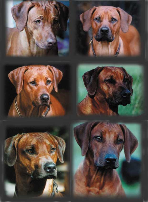 Rhodesian Ridgeback Galerie